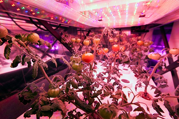 植物照明前景看好，科技巨頭們跨行“種菜”